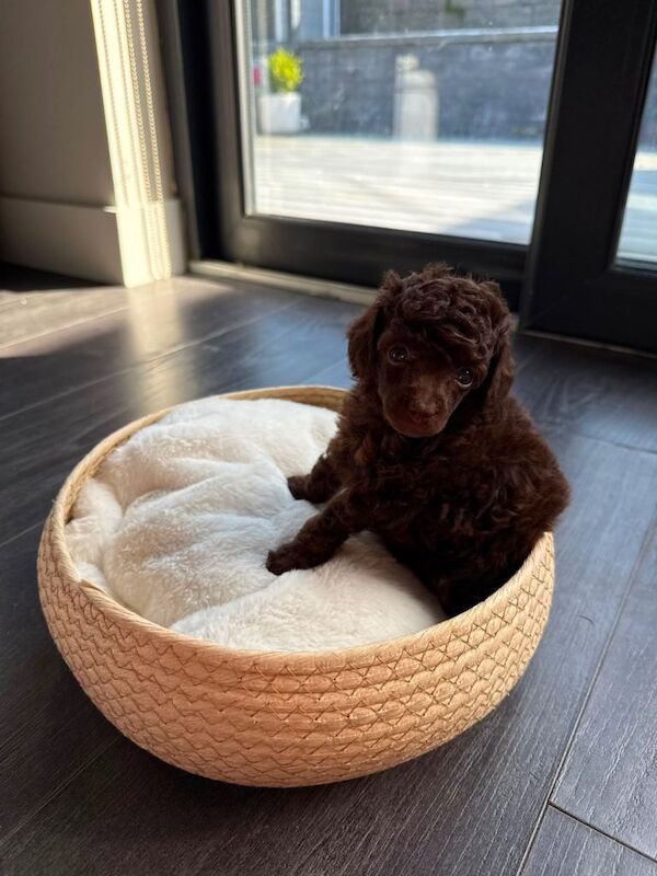 KC Reg Toy poodle