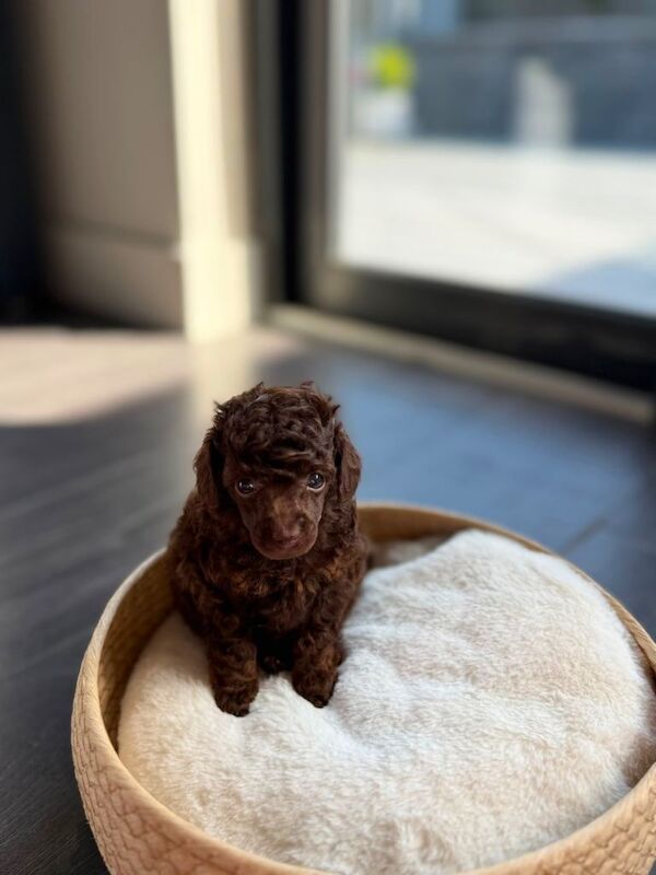 KC Reg Toy poodle - Image 2 of 3