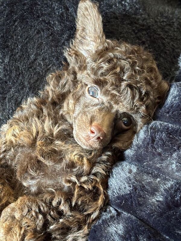 KC Reg Toy poodle - Image 3 of 3