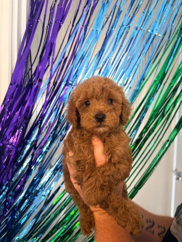 KC reg Toy poodle puppy’s