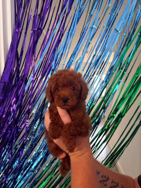 KC reg Toy poodle puppy’s - Image 2 of 2