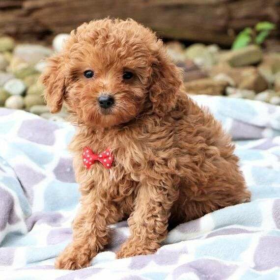 Poodle Cross Dogs And Puppies For Sale