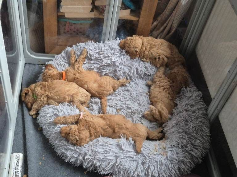 KC Registered Apricot Miniature Poodle
