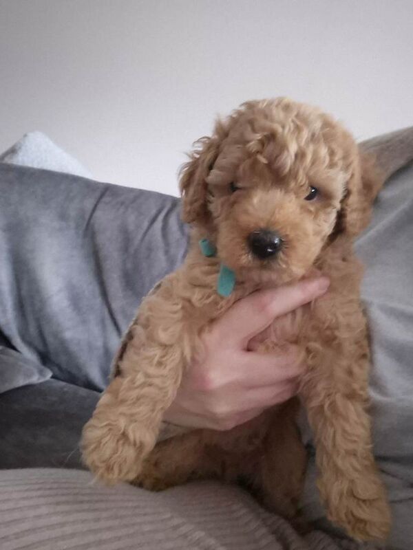 KC Registered Apricot Miniature Poodle - Image 2 of 5