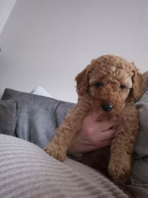 KC Registered Apricot Miniature Poodle - Image 3 of 5
