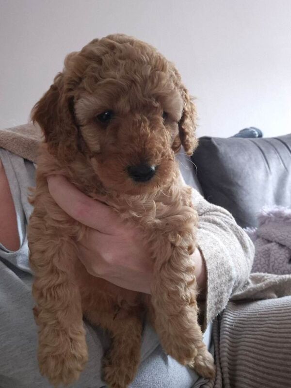 KC Registered Apricot Miniature Poodle - Image 4 of 5