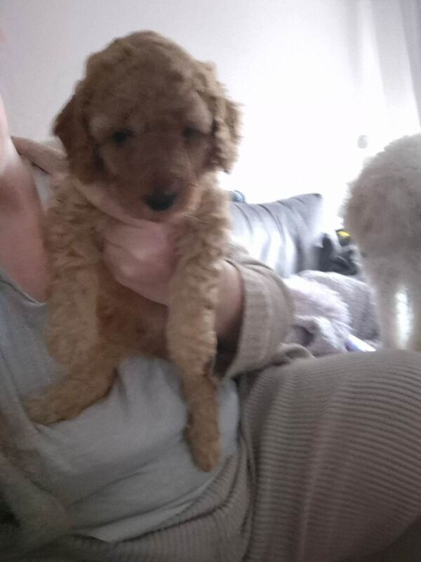 KC Registered Apricot Miniature Poodle - Image 5 of 5