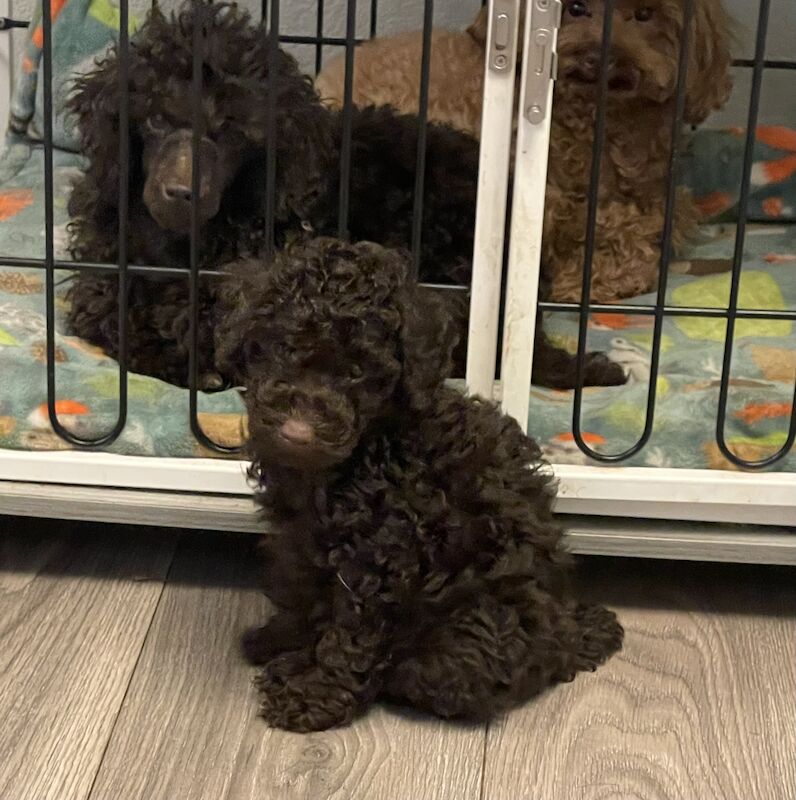 KC Registered Brown Toy Poodle Male Puppy for sale in Preston, Lancashire