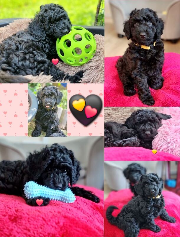 KC registered, DNA/health tested, champions bloodline, 2 black Miniature Poodle boys for sale in Loughton, Essex