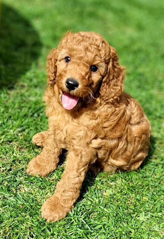 Poodle Puppies For Sale