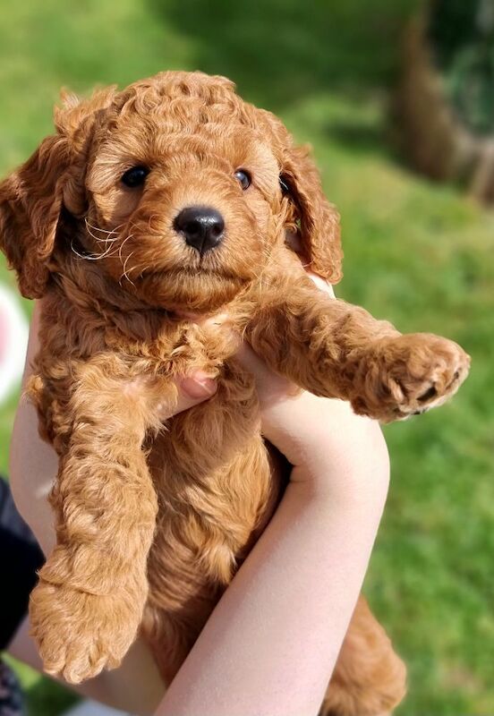 KC registered, DNA/health tested, champions bloodline miniature poodle girls - Image 2 of 6