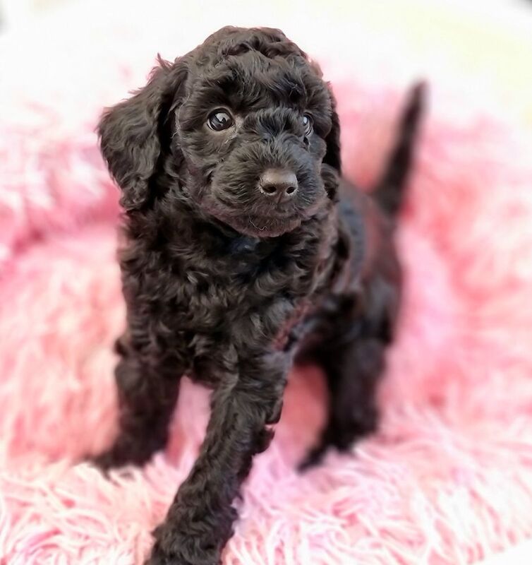 KC registered, DNA/health tested, champions bloodline miniature poodle girls - Image 3 of 6