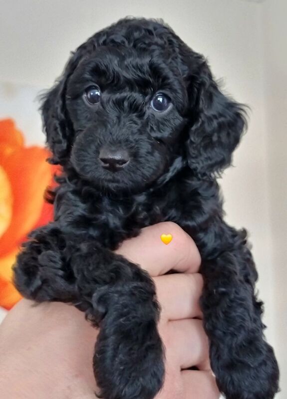 KC registered, DNA/health tested, champions bloodline miniature poodle girls - Image 4 of 6