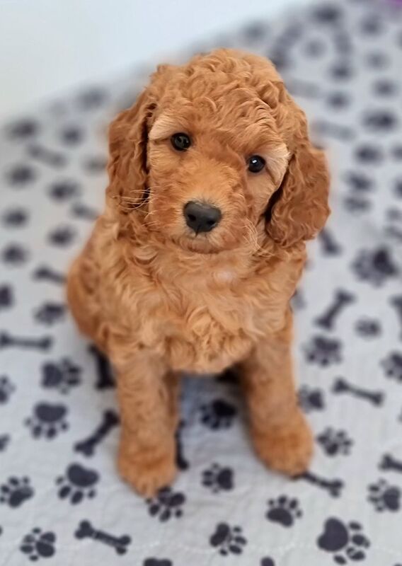 KC registered, DNA/health tested, champions bloodline miniature poodle girls - Image 5 of 6