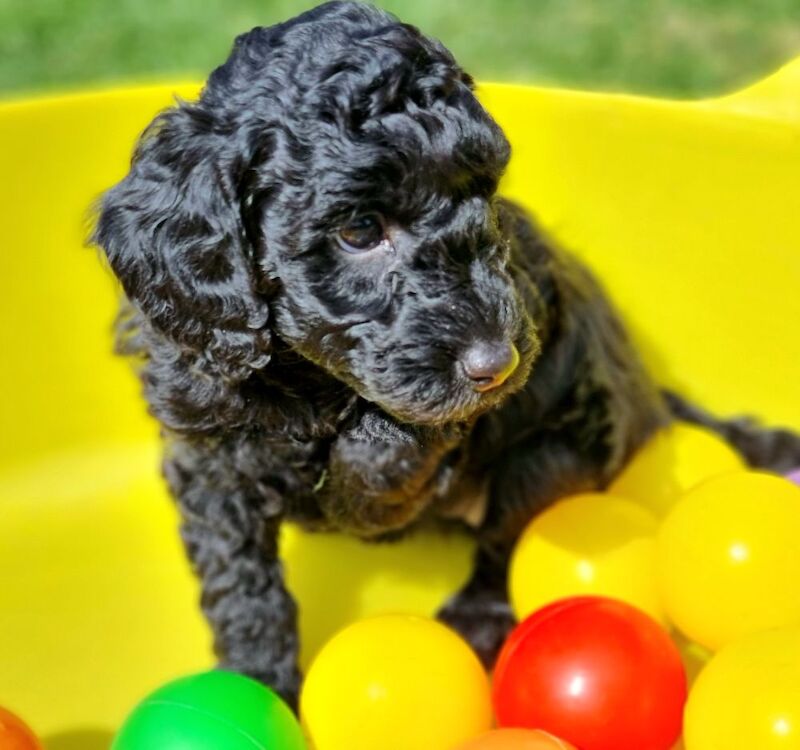 KC registered, DNA/health tested, champions bloodline miniature poodle girls - Image 6 of 6