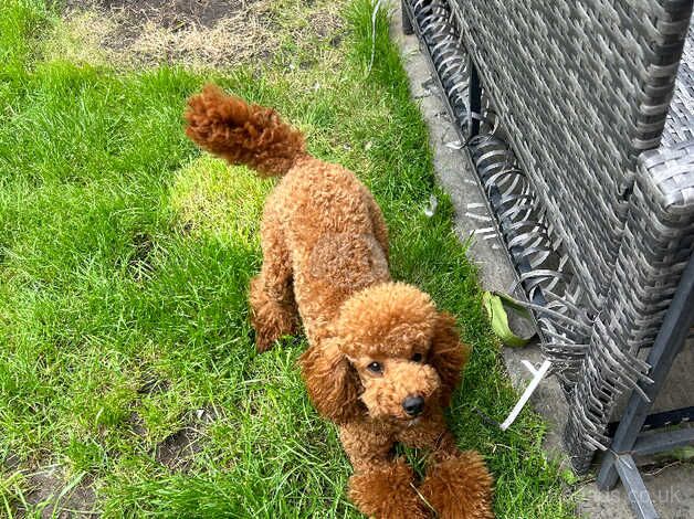 Poodle puppies for sale in Sutton, Greater London – KC registered, 2 years old - Image 2 of 5