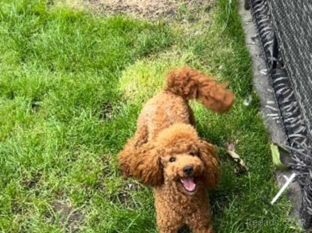 Poodle puppies for sale in Sutton, Greater London – KC registered, 2 years old - Image 3 of 5