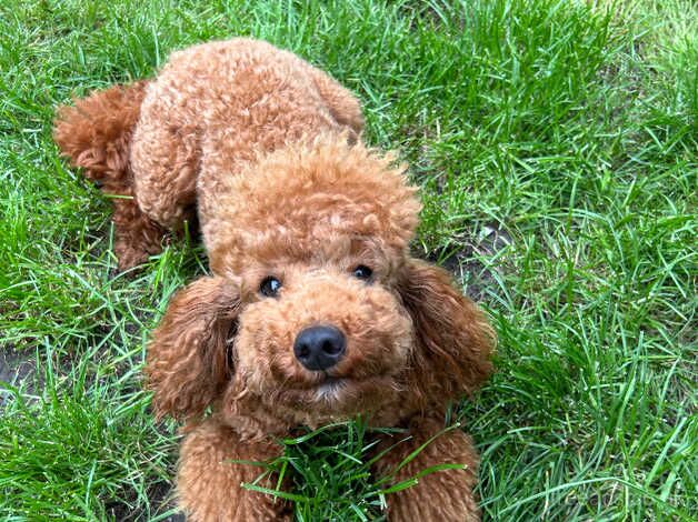 Poodle puppies for sale in Sutton, Greater London – KC registered, 2 years old - Image 4 of 5