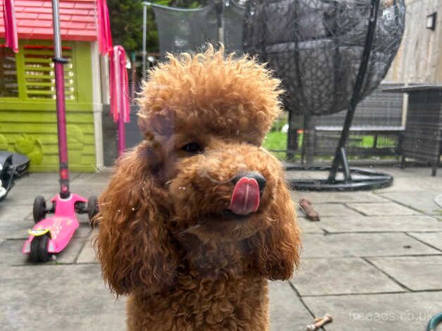 Poodle puppies for sale in Sutton, Greater London – KC registered, 2 years old - Image 5 of 5