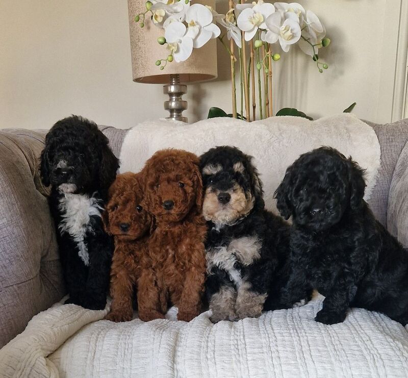 Kennel Club Registered Poodle Puppies For Sale