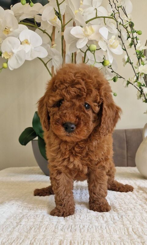 KC registered miniature poodle health clear - Image 2 of 15