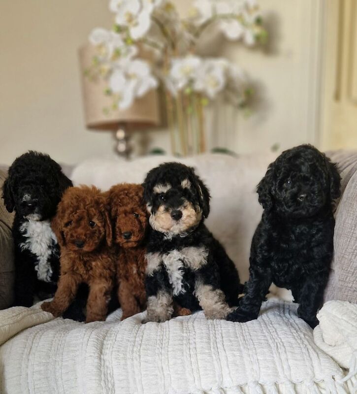 KC registered miniature poodle health clear - Image 3 of 15