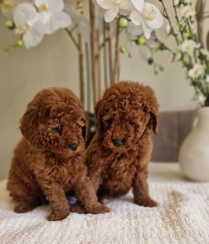KC registered miniature poodle health clear - Image 4 of 15