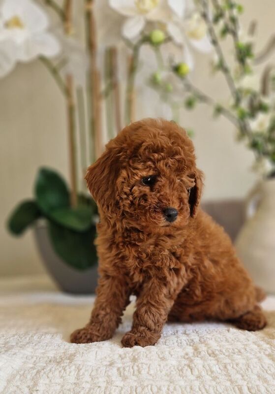 KC registered miniature poodle health clear - Image 5 of 15