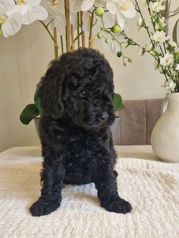 KC registered miniature poodle health clear - Image 6 of 15