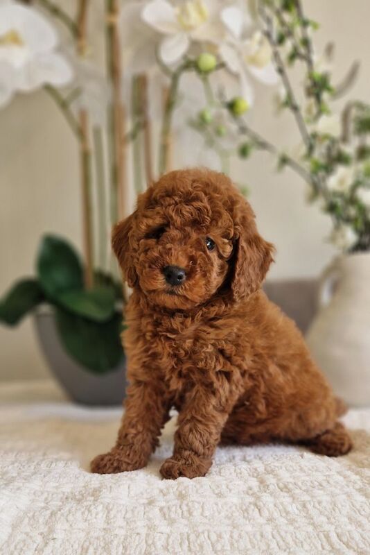 KC registered miniature poodle health clear - Image 7 of 15