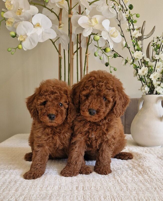 KC registered miniature poodle health clear - Image 8 of 15