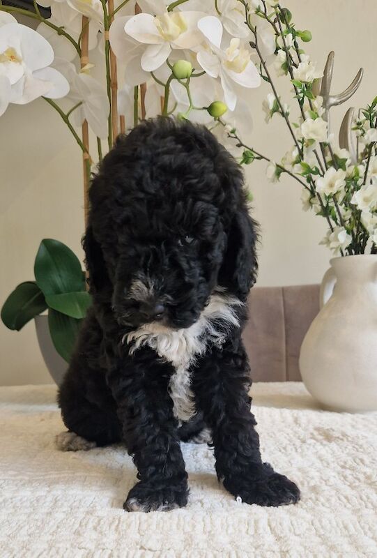 KC registered miniature poodle health clear - Image 9 of 15