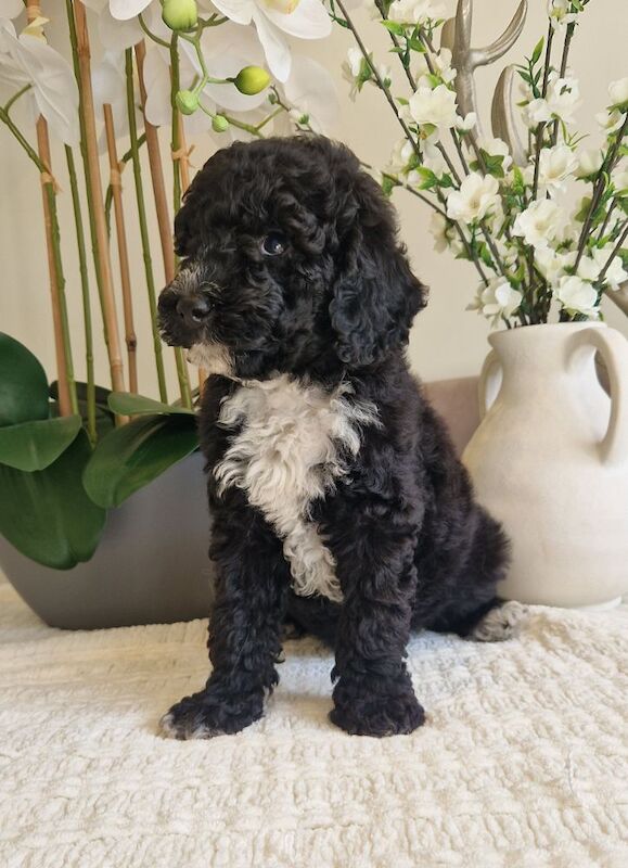 KC registered miniature poodle health clear - Image 10 of 15