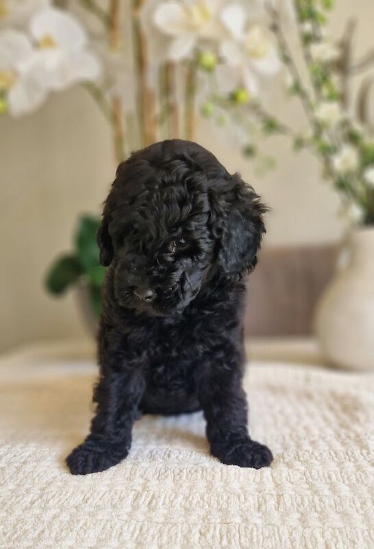 KC registered miniature poodle health clear - Image 11 of 15