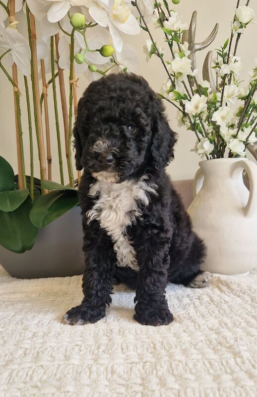 KC registered miniature poodle health clear - Image 12 of 15