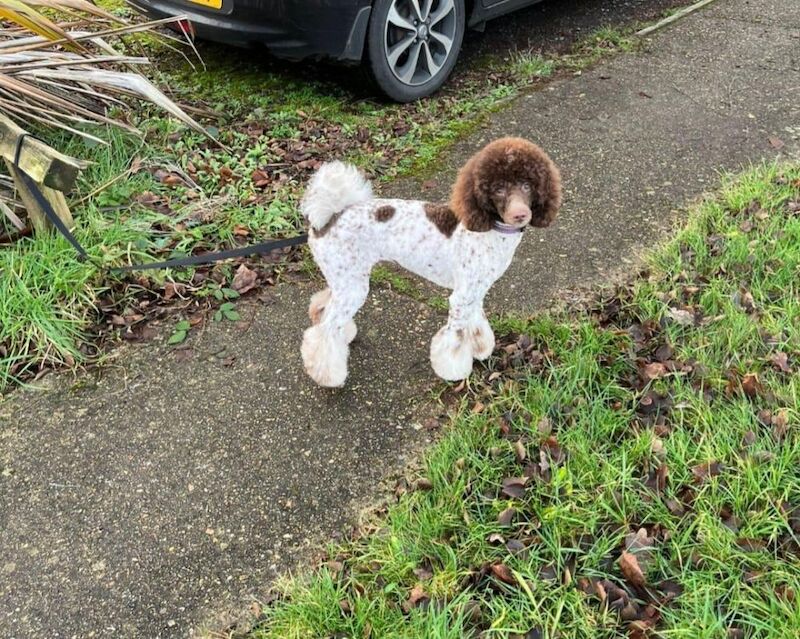 KC registered miniature poodle health clear - Image 13 of 15