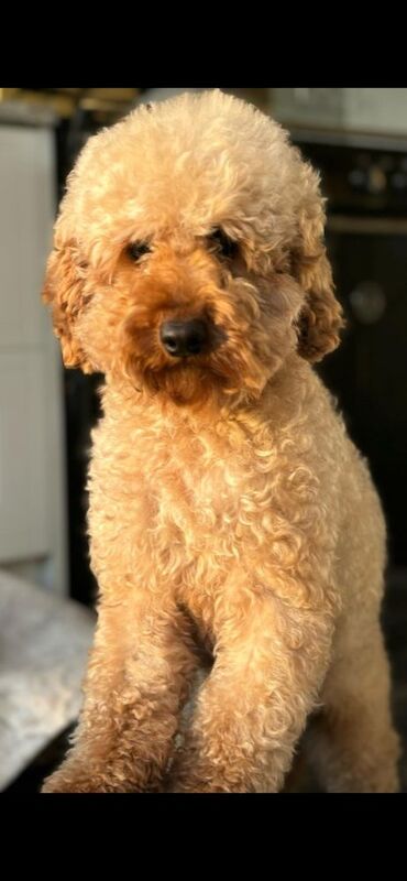 KC registered miniature poodle health clear - Image 14 of 15