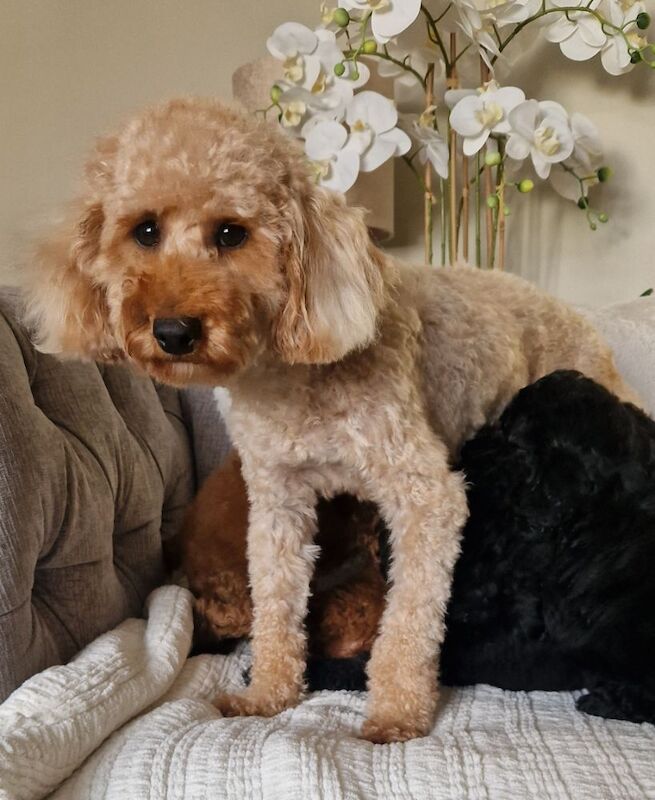 KC registered miniature poodle health clear - Image 15 of 15
