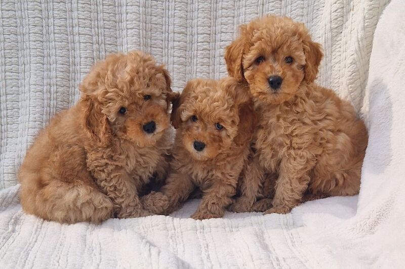 KC Registered Miniature Poodles for sale in Wraysbury, Berkshire