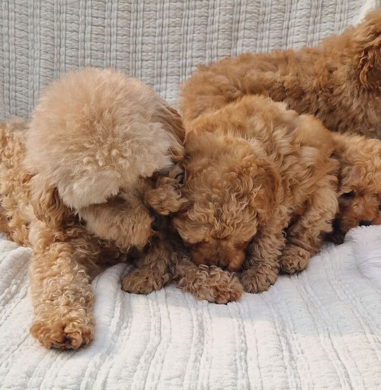 KC Registered Miniature Poodles for sale in Wraysbury, Berkshire - Image 2