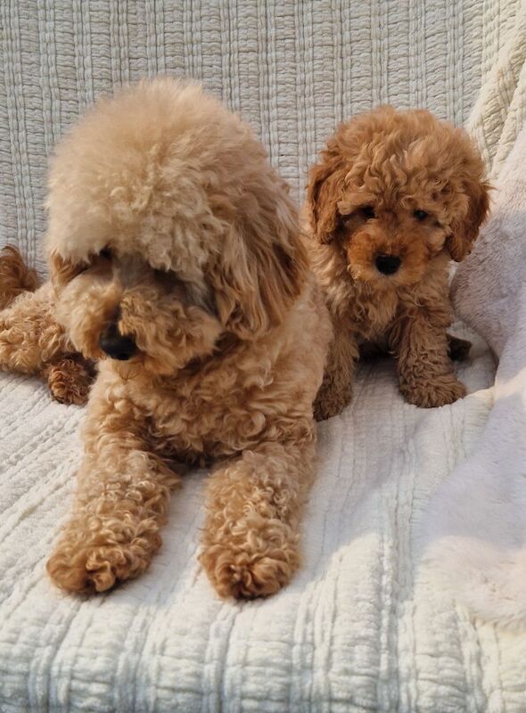 KC Registered Miniature Poodles for sale in Wraysbury, Berkshire - Image 3