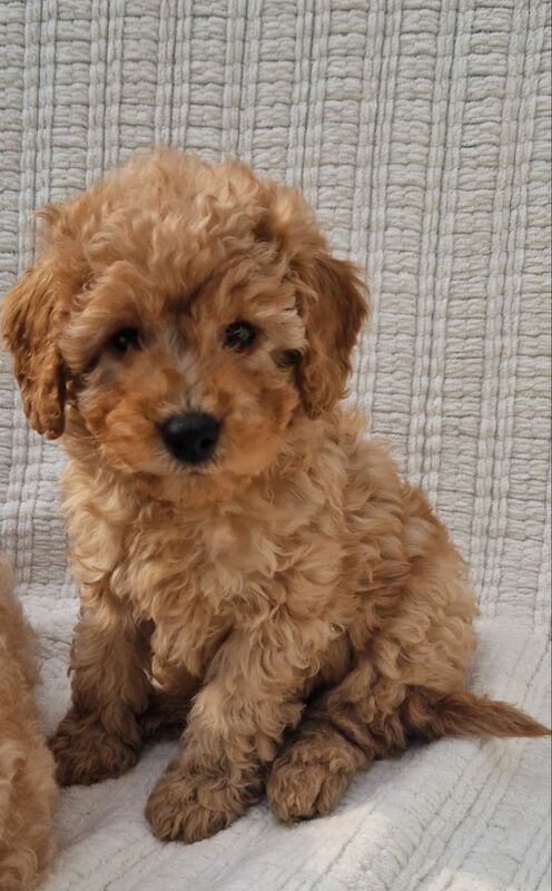 KC Registered Miniature Poodles for sale in Wraysbury, Berkshire - Image 4