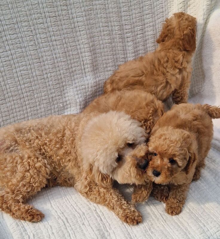 KC Registered Miniature Poodles for sale in Wraysbury, Berkshire - Image 5