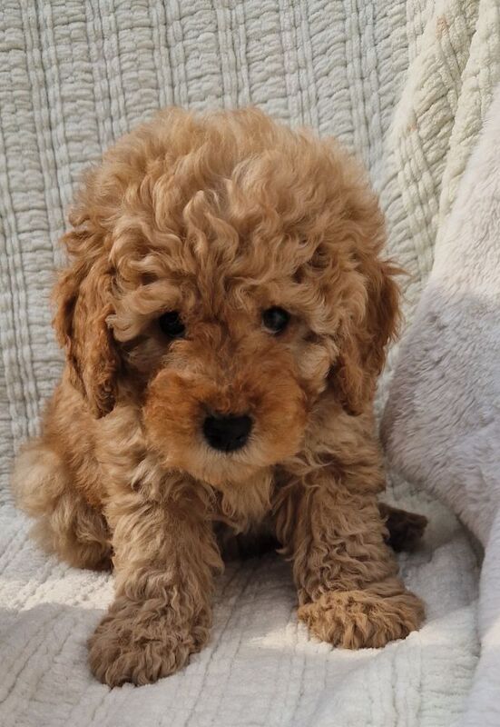 KC Registered Miniature Poodles for sale in Wraysbury, Berkshire - Image 6