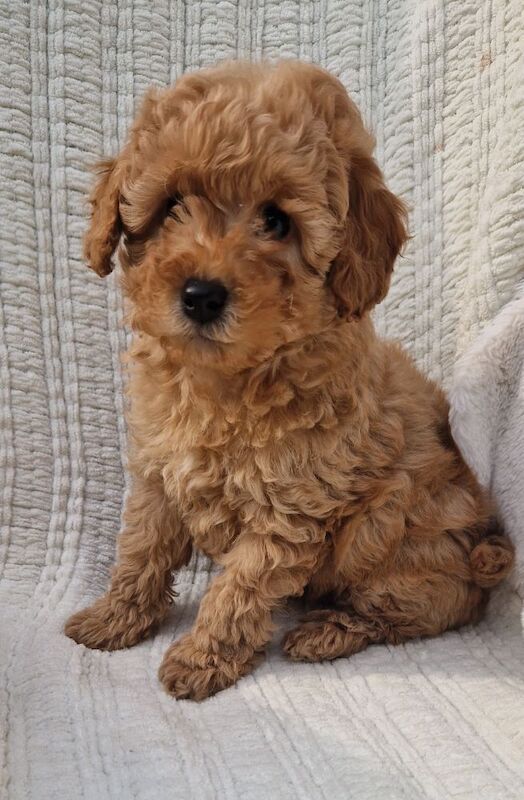 KC Registered Miniature Poodles for sale in Wraysbury, Berkshire - Image 7