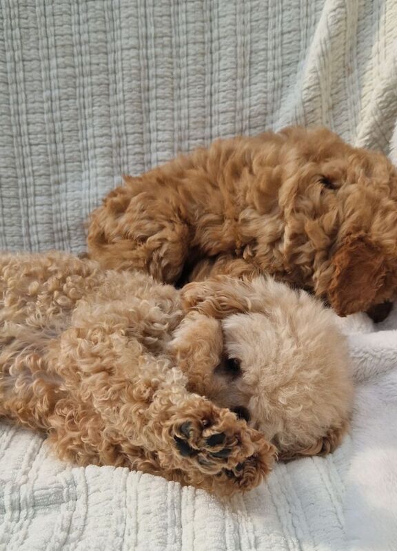 KC Registered Miniature Poodles for sale in Wraysbury, Berkshire - Image 8
