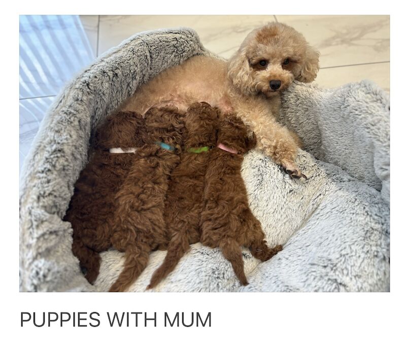 KC REGISTERED RED MINIATURE POODLE PUPPIES for sale in Gravesend, Kent