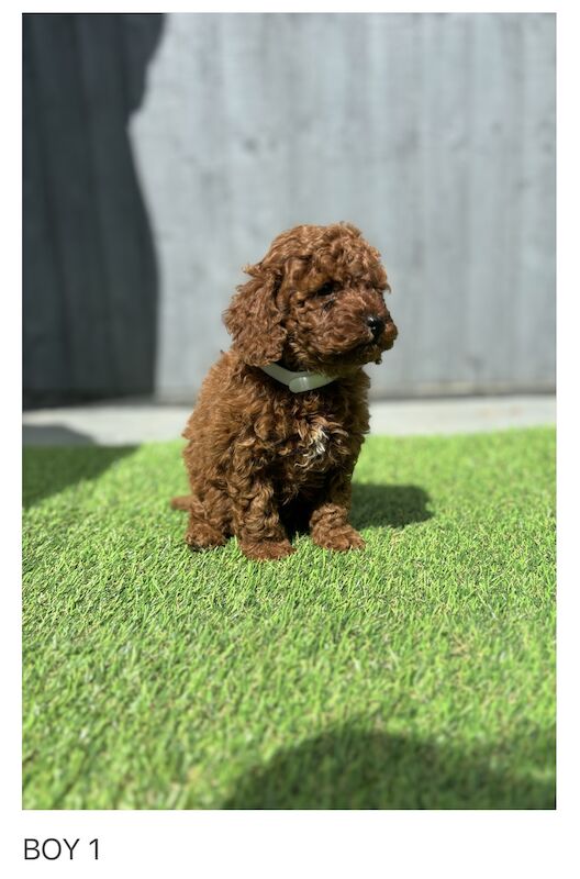 KC REGISTERED RED MINIATURE POODLE PUPPIES for sale in Gravesend, Kent | Image 2