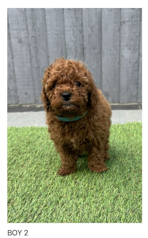 KC REGISTERED RED MINIATURE POODLE PUPPIES for sale in Gravesend, Kent | Image 4