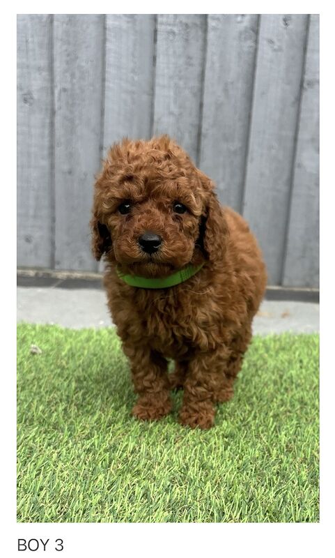 Poodle puppies for sale in Gravesend, Kent – KC registered, 1 year old - Image 6 of 11